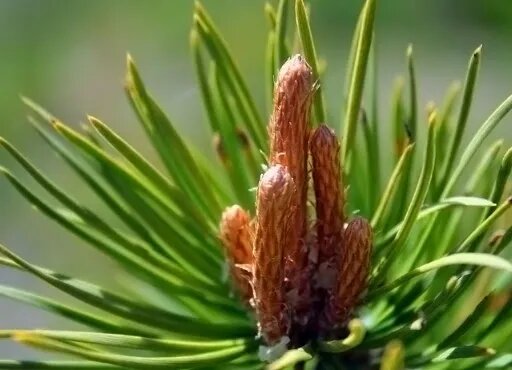 Natura Wita Pine Buds Supporting Immune System and Urinary System 100g