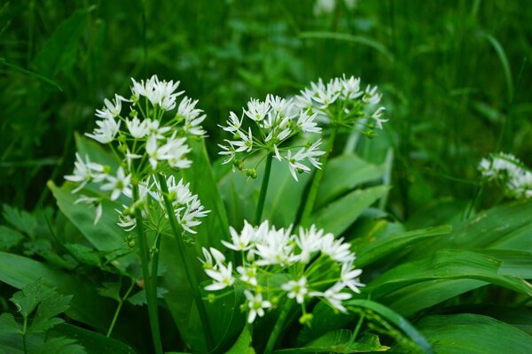 Natura Wita Wild Garlic Herb Stimulating Digestion and Blood Pressure 25g