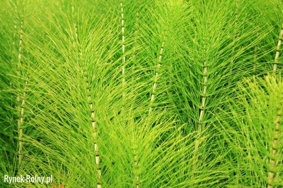 Natura Wita Horsetail Herbs 50g