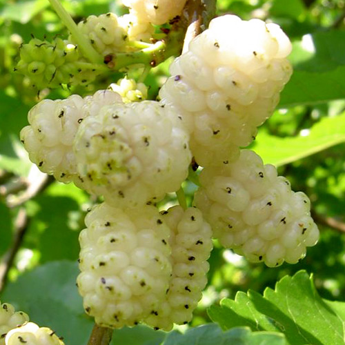 EkaMedica Efime White Mulberry Correct Sugar Level 90 Capsules