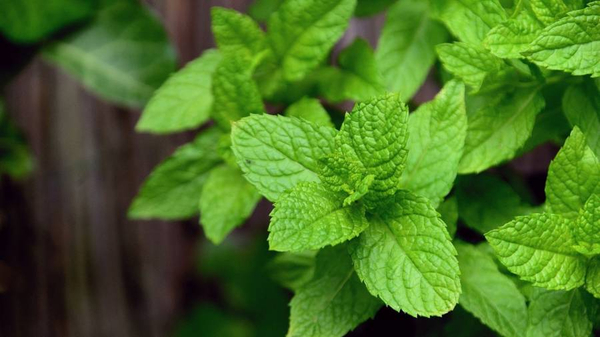 Natura Wita Pińczkowska Naturalna Herbata Ziołowa z Miętą o Mocnym Aromacie 30g