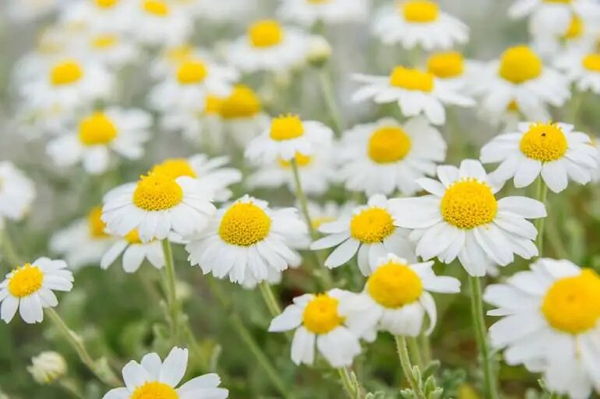 Natura Wita Koszyczek Rumianku Herbata Ziołowa na Układ Pokarmowy 100g