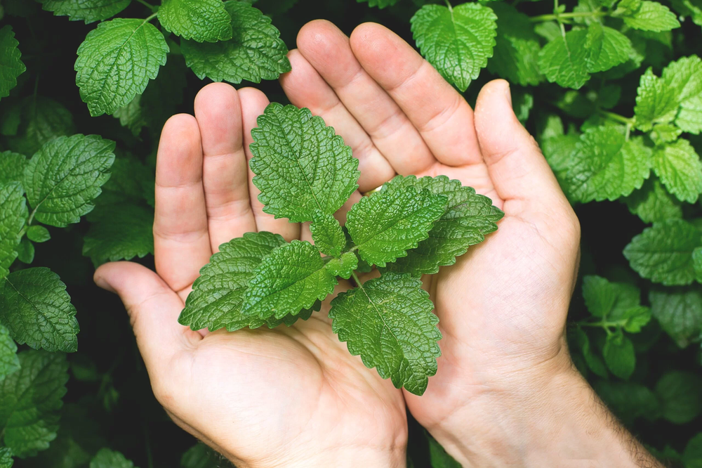 Natura Wita Herbata Ziołowa Mięta Sypka Liść 25g