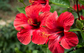 Natura Wita Hibiskus Herbatka Ziołowa Naturalne Źródło Witaminy C 100g