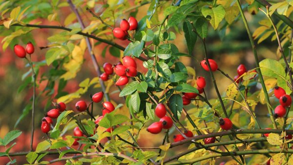 Natura Wita Herbatka Dzika Róża 100g 